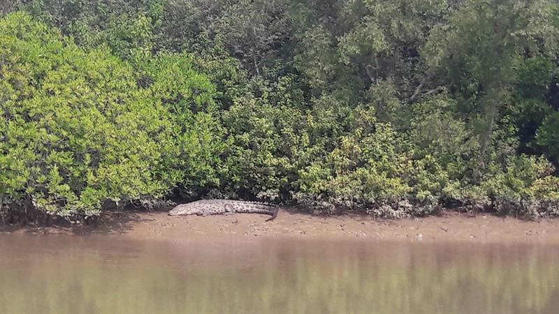 Bhitarkanika – The land of Crocodiles